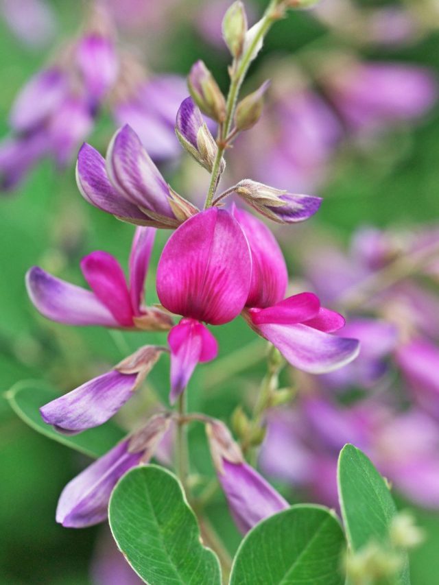 54 Great Flower Puns To Share With Your Buds