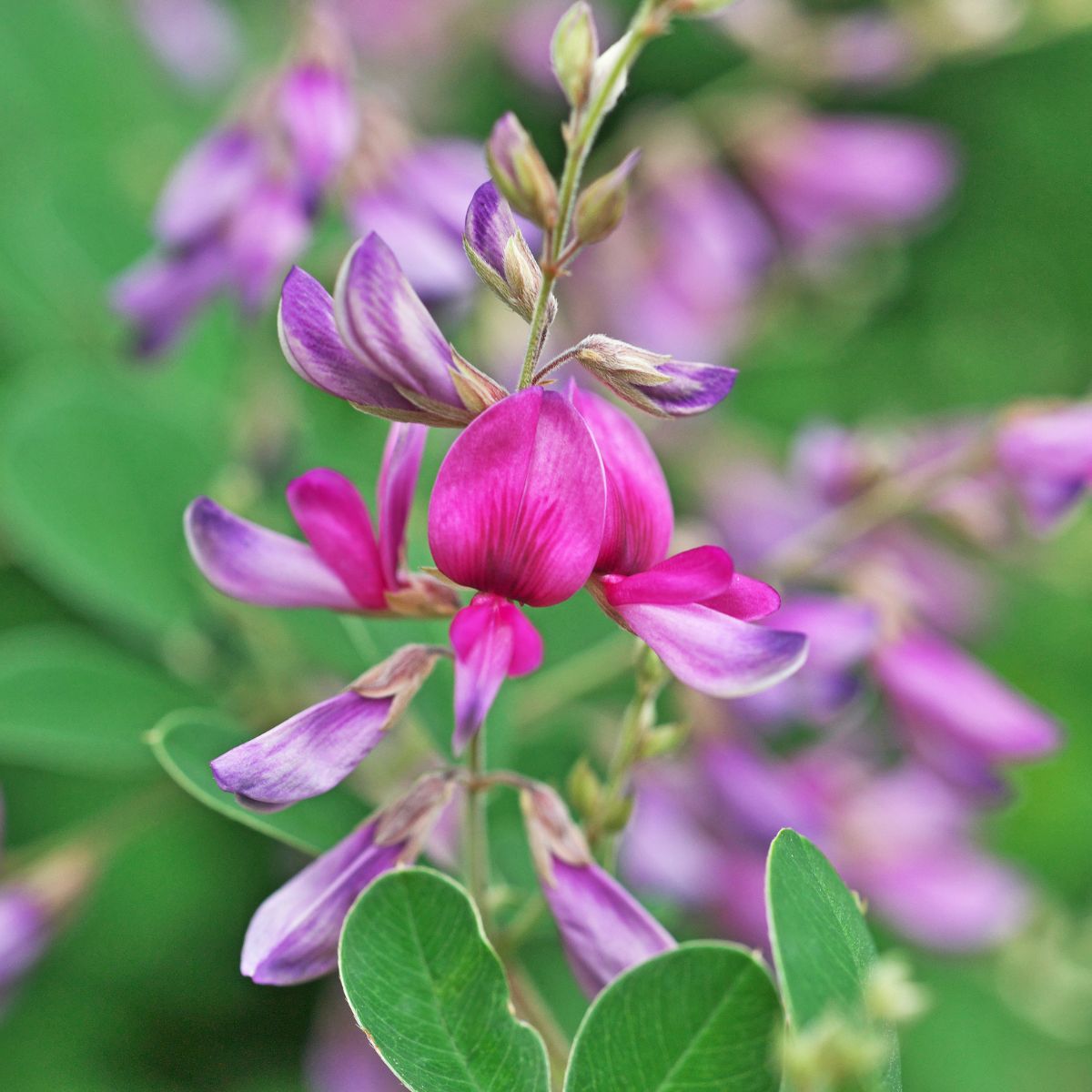 Shrubby lespedeza