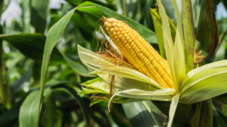 corn in the garden husk