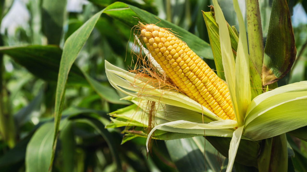 corn in the garden husk