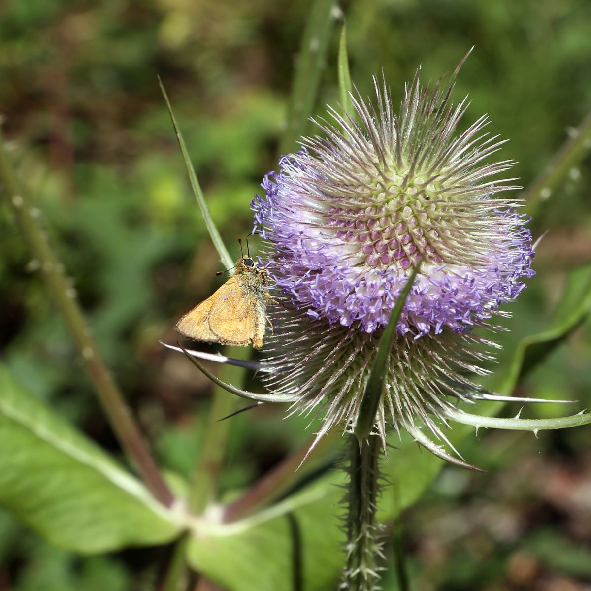 Teasel