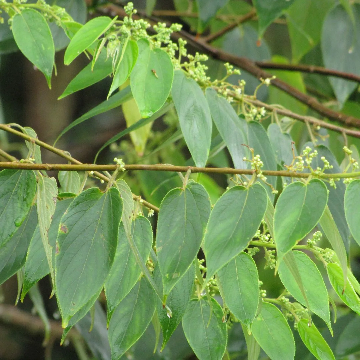 Trema orientalis - gunpowder tree