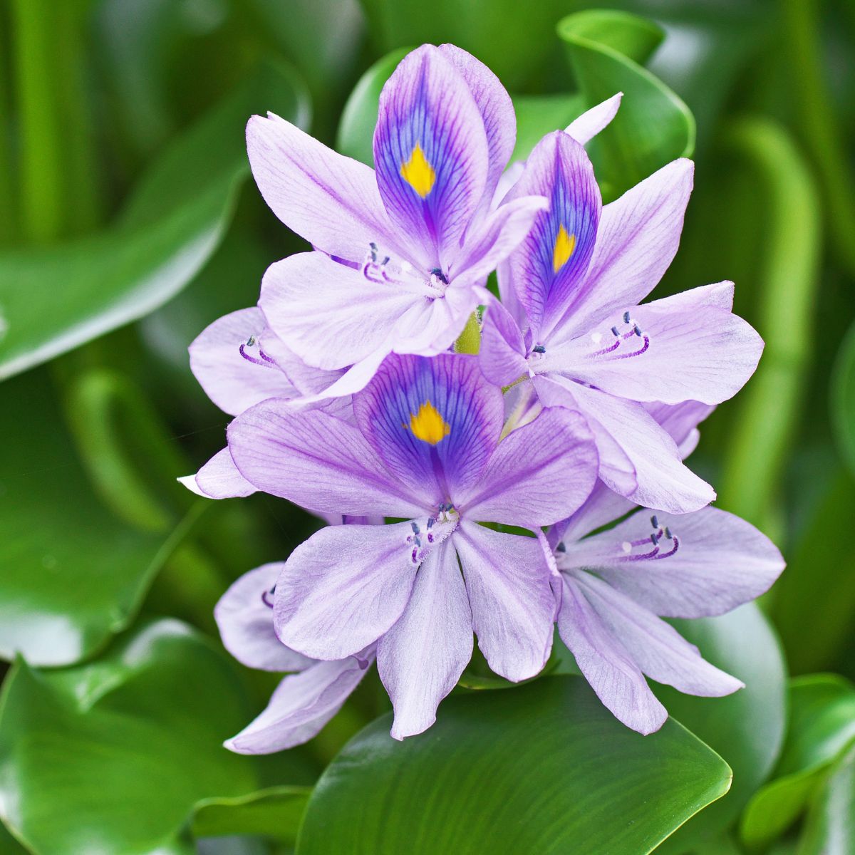 Beautiful lavender colored water hyacinth flowers.