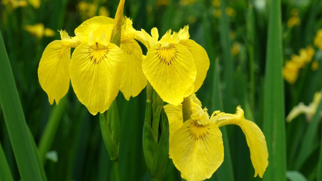 Yellow flag iris is in flower.