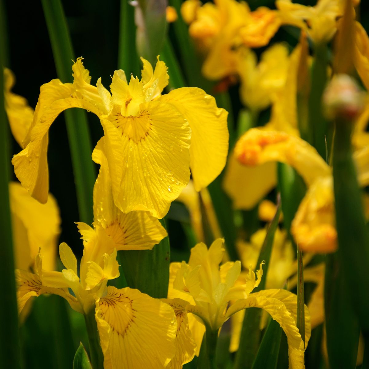 Yellow flag iris