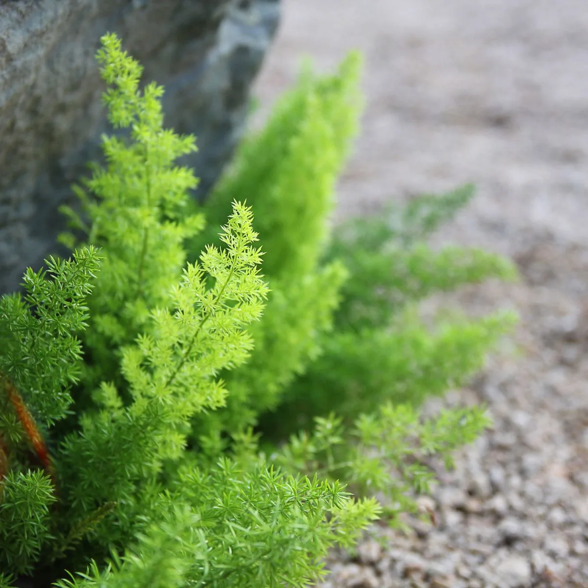 asparagus fern