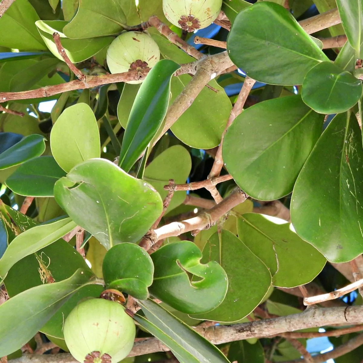 autograph tree with fruit