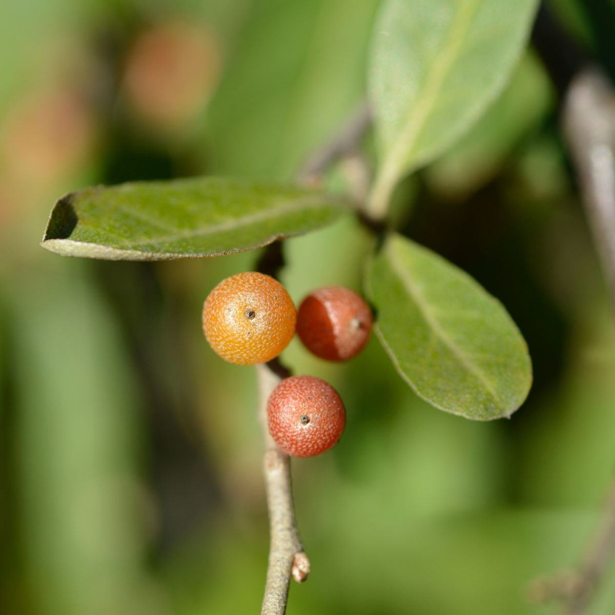 Autumn olive fruit and leaves