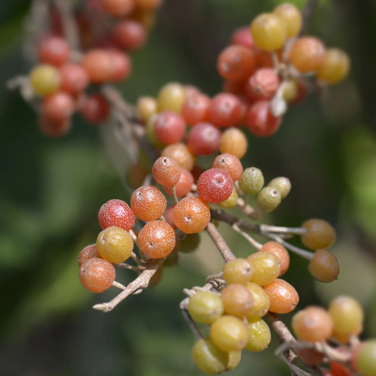 autumn olive berries