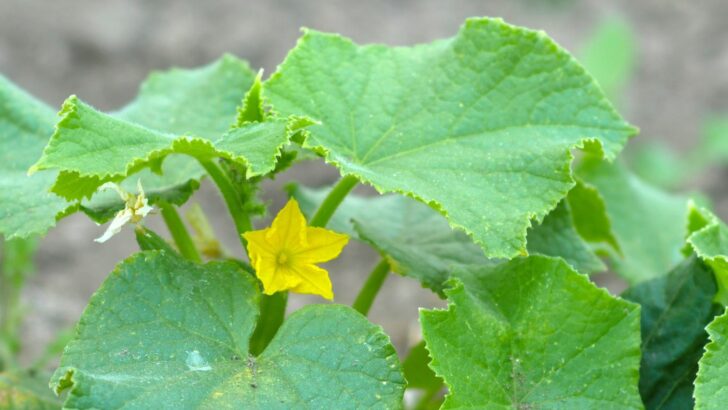 11 Best Companion Plants for Cucumbers (And 6 to Avoid)