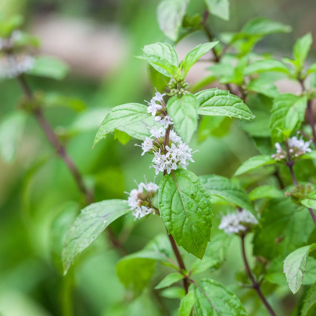 blooming mint