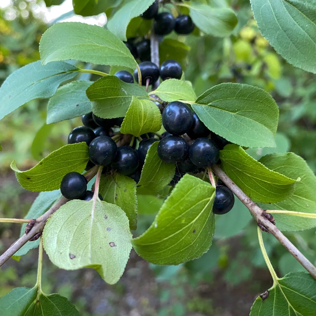 Common Buckthorn berries.