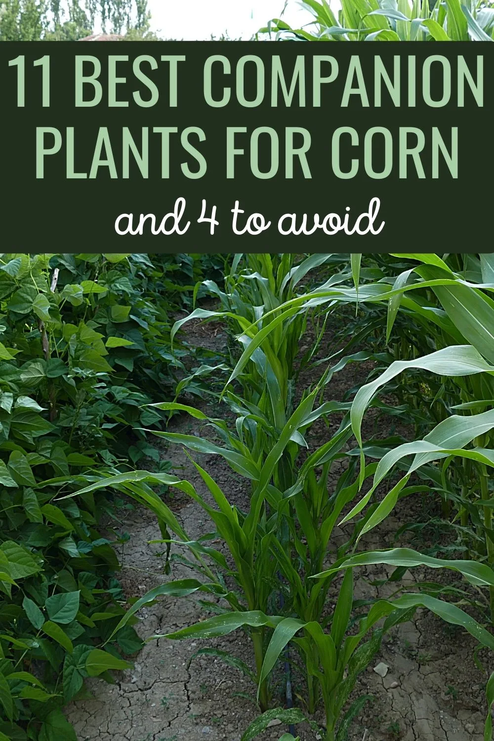 11 Best Companion Plants for Corn - And 4 to Avoid