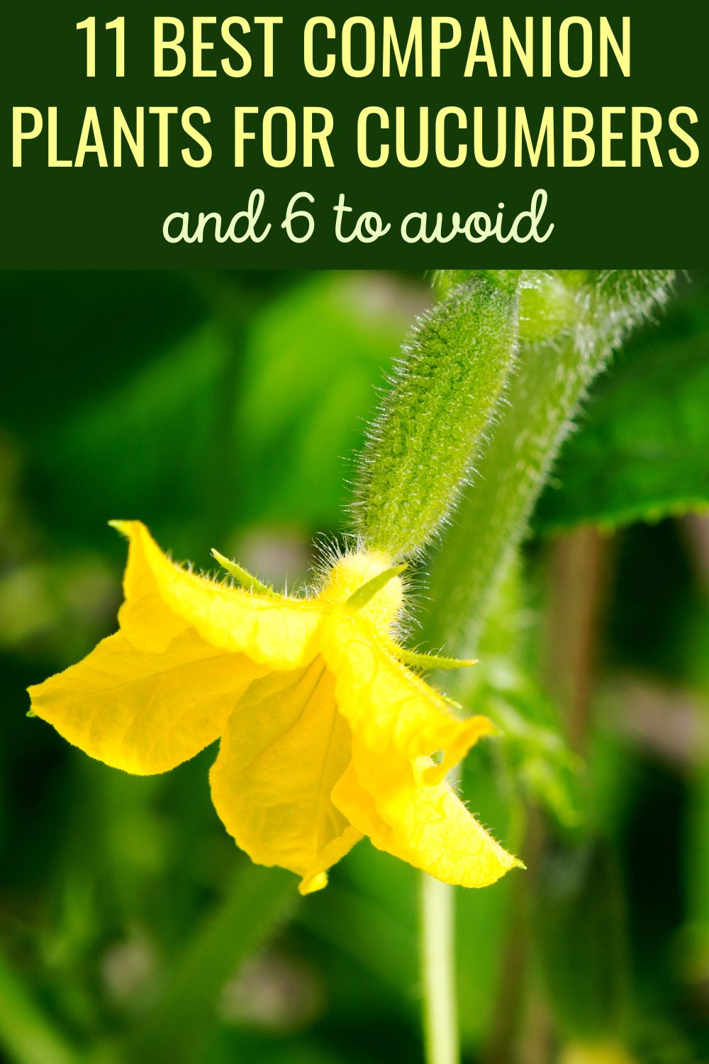 11 Best Companion Plants for Cucumbers - And 6 to Avoid