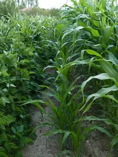 corn and beans interplanted in the garden