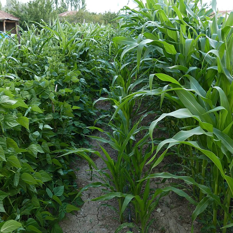 11 Best Companion Plants For Corn (And 4 To Avoid)