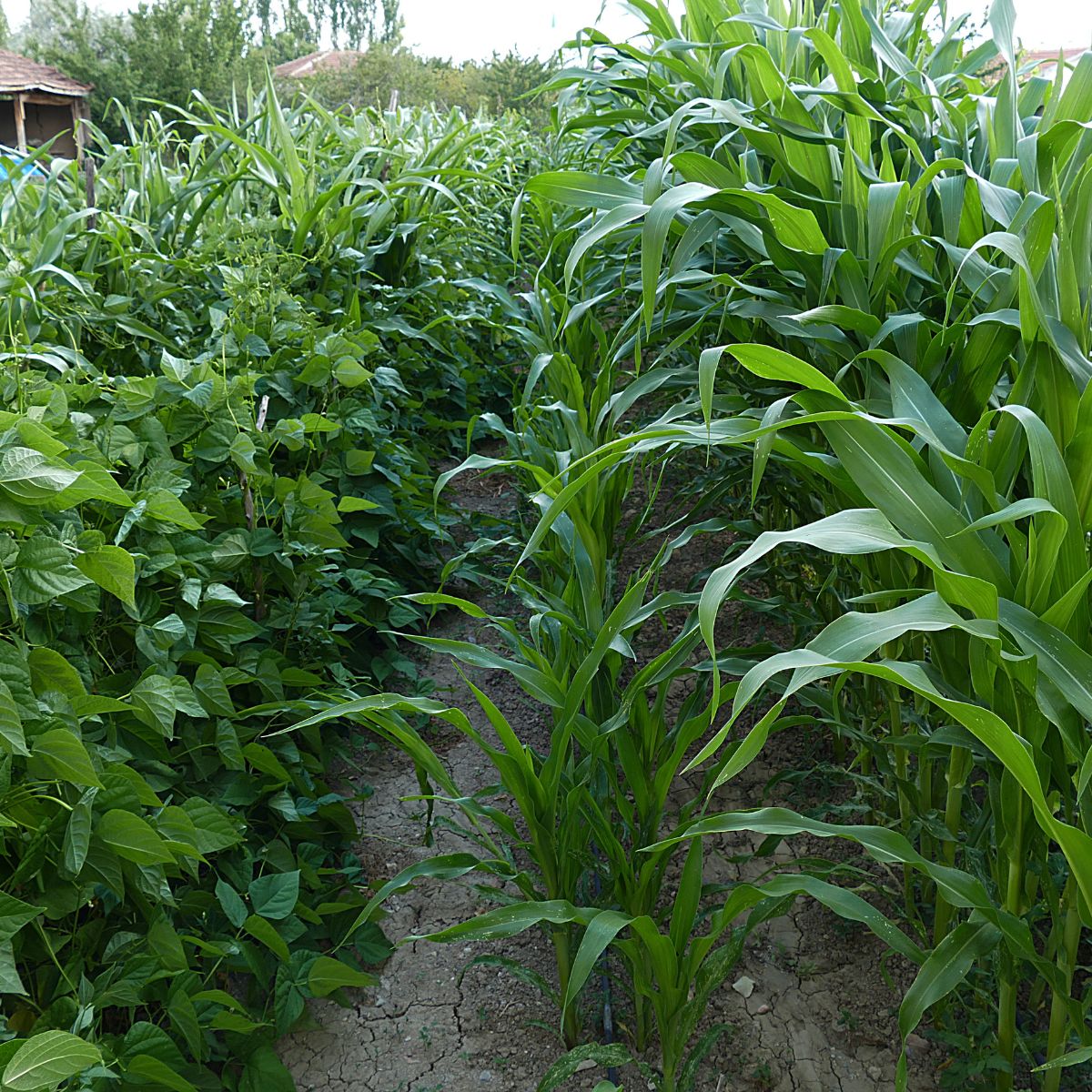 corn and beans interplanted in the garden
