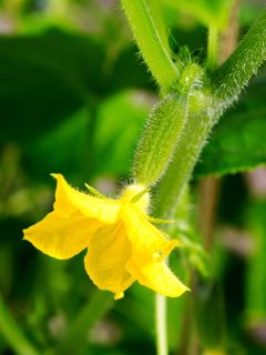 yellow cucumber flower