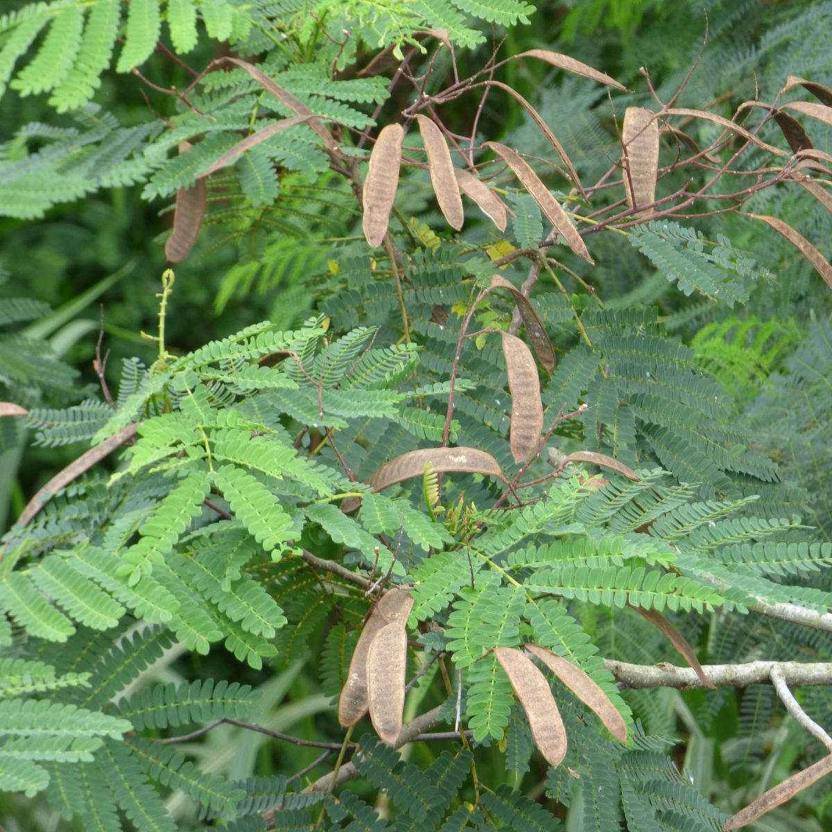 Falcataria moluccana with seed pods