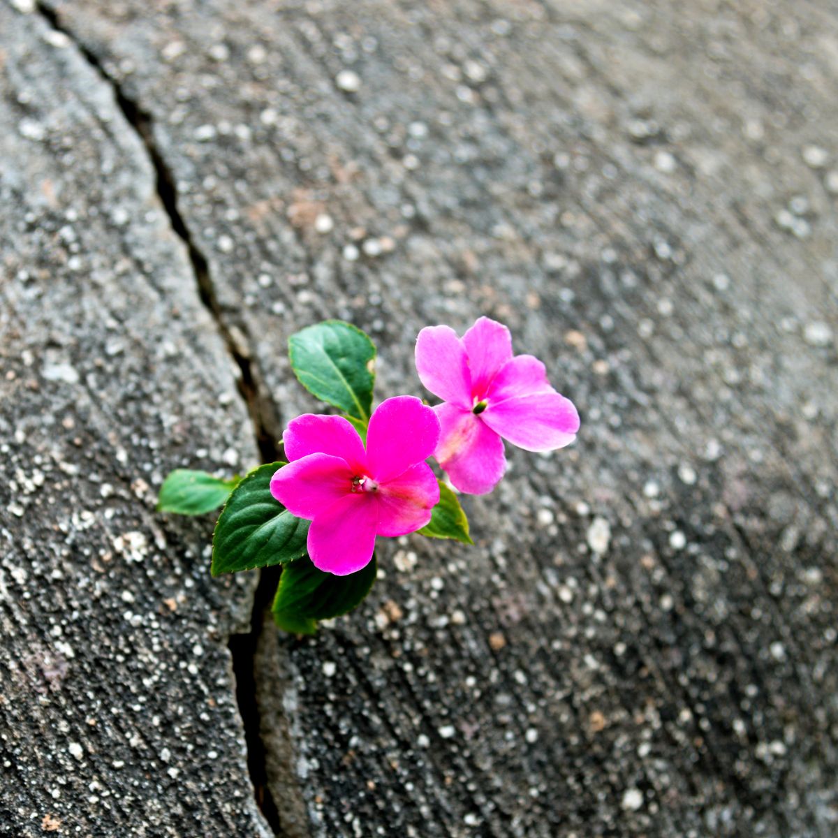 bright pink flowers growing in an asphalt crack