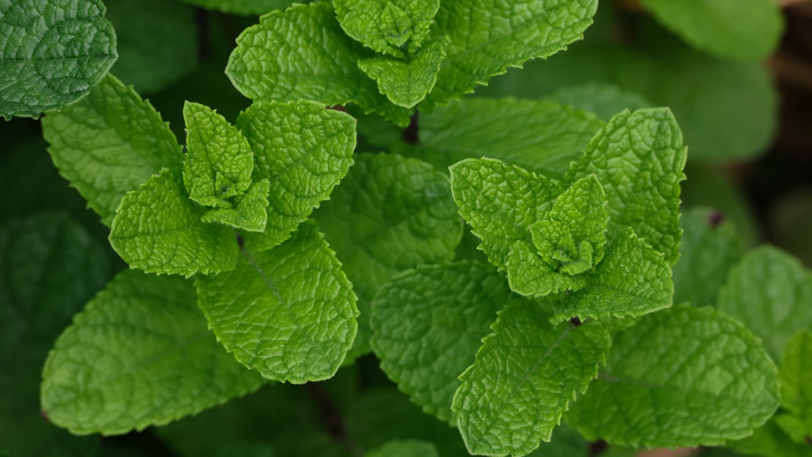 Fresh mint leaves.