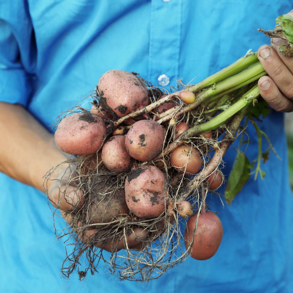 freshly harvested potatoes.