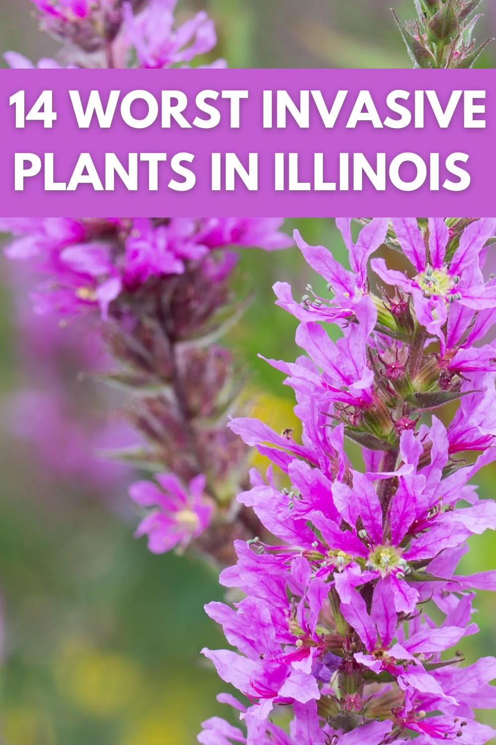 14 worst invasive plants in Illinois