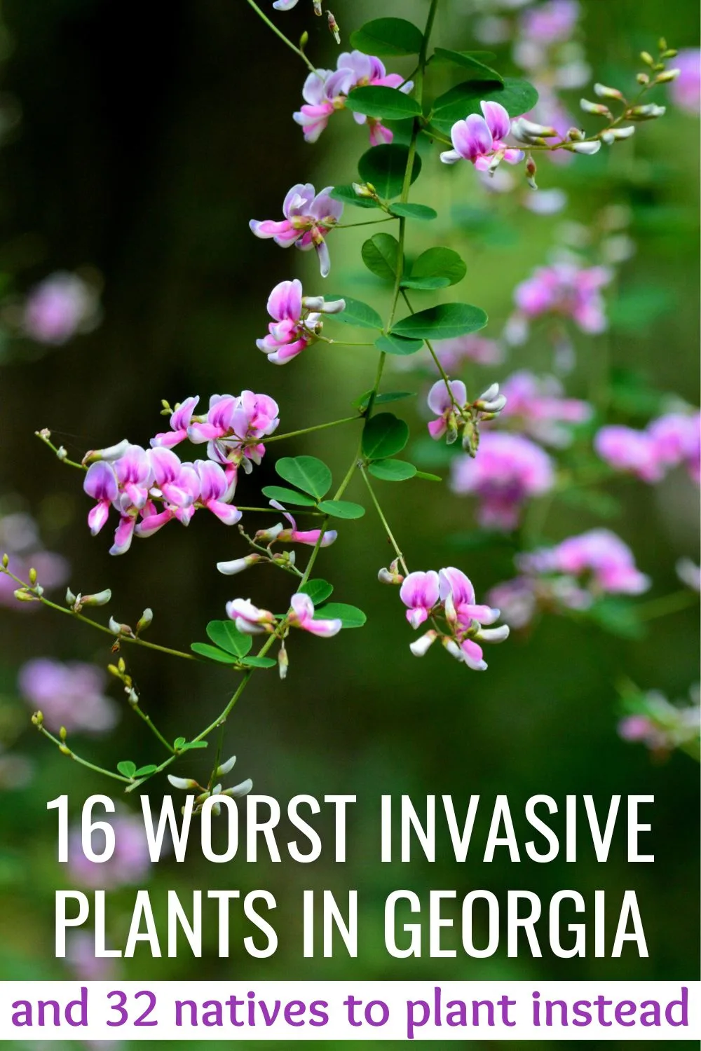 16 worst invasive plants in Georgia and 32 natives to plant instead