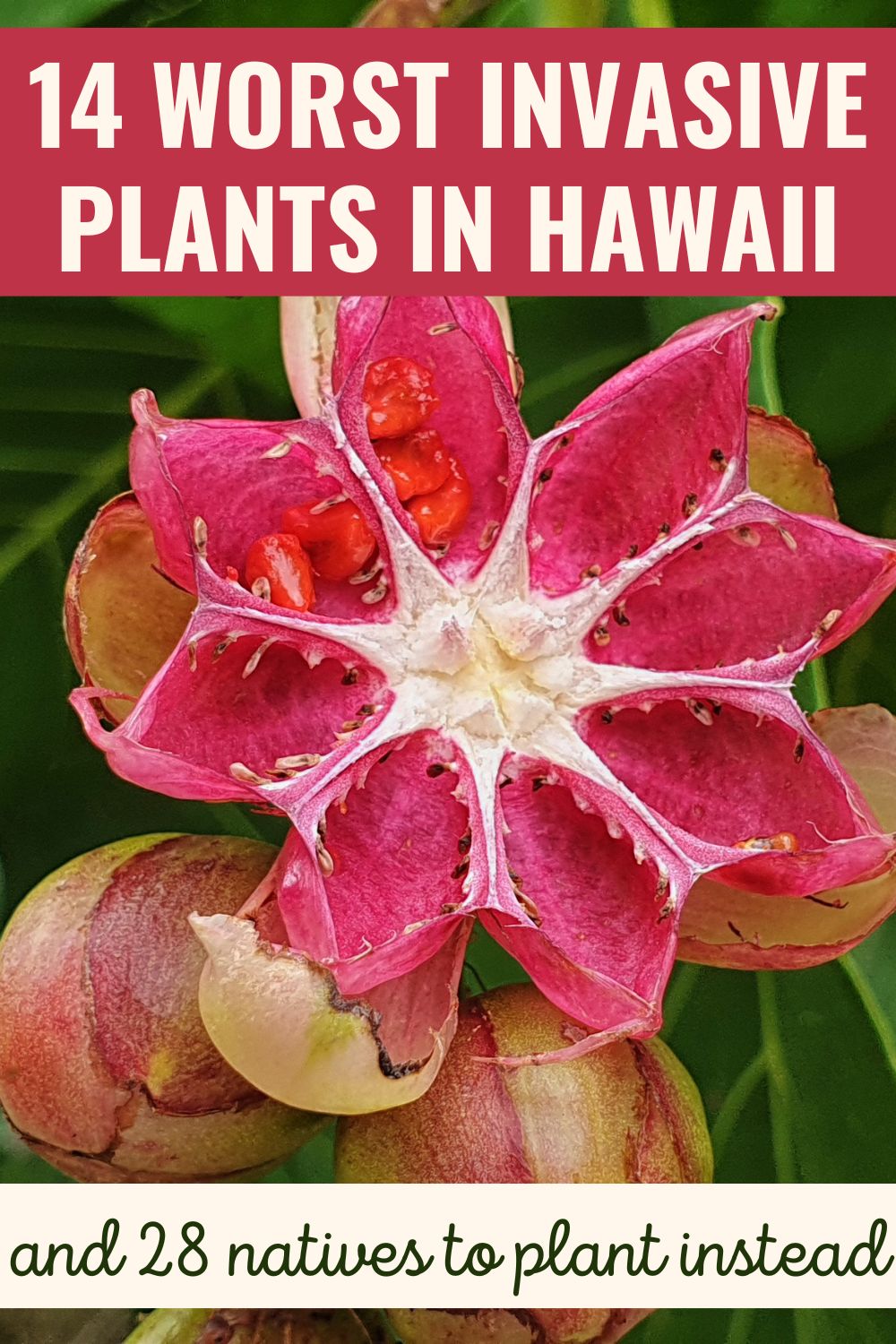 14 worst invasive plants in Hawaii