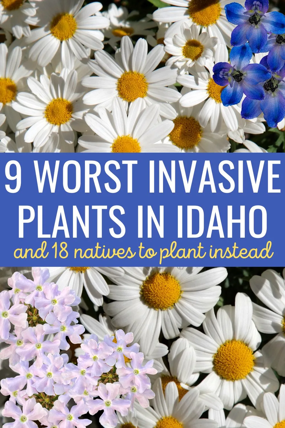 9 worst invasive plants in Idaho- and 18 natives to plant instead