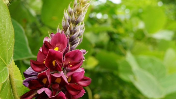 11 of the Worst Invasive Plants in Kentucky (And 22 Natives to Plant Instead)