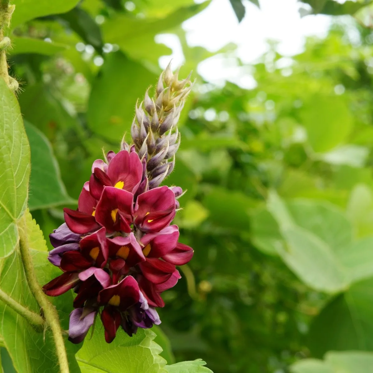 kudzu flower.