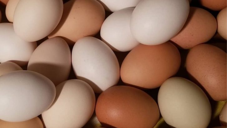 What to Do with Too Many Eggs: 17 Easy Ideas