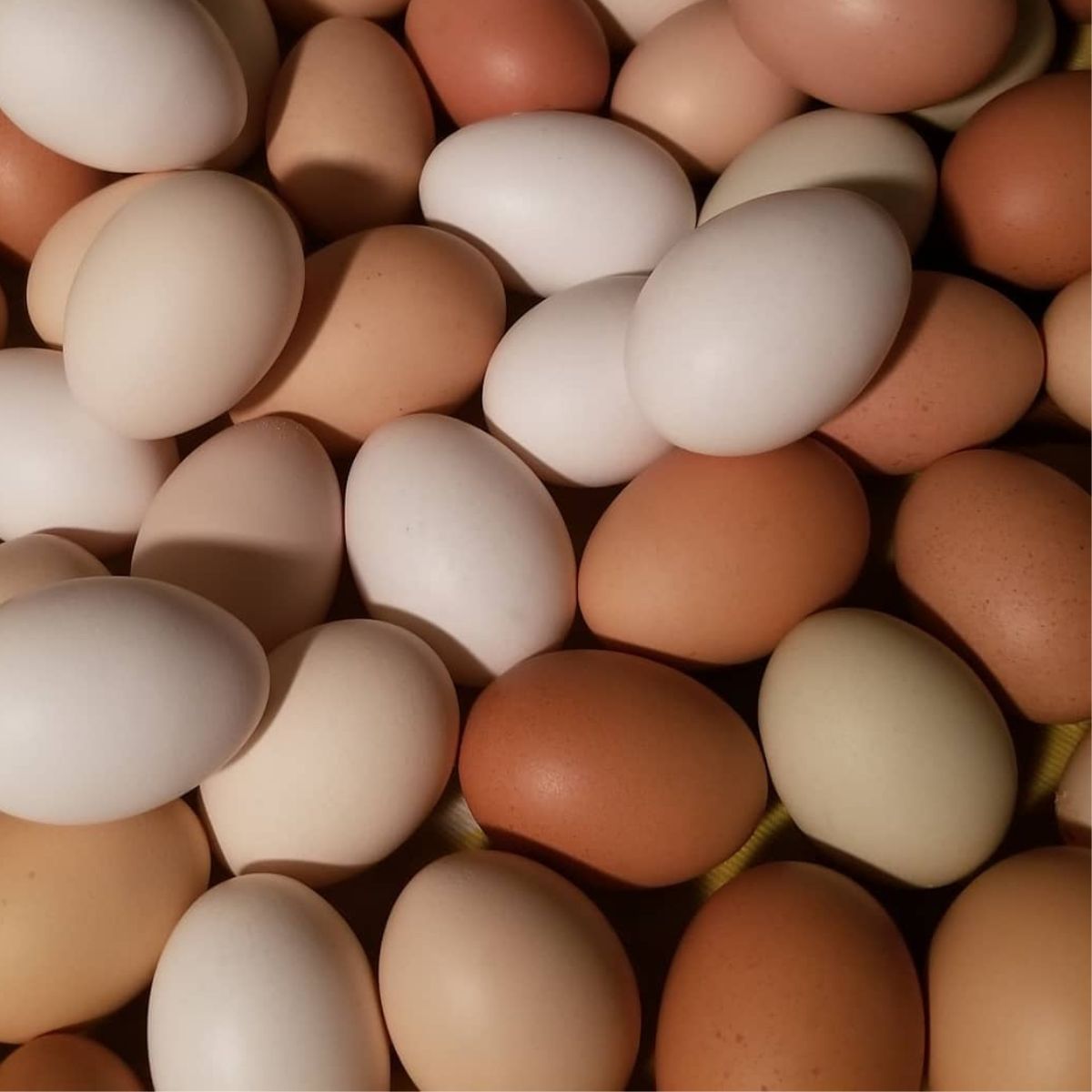 lots of colorful eggs