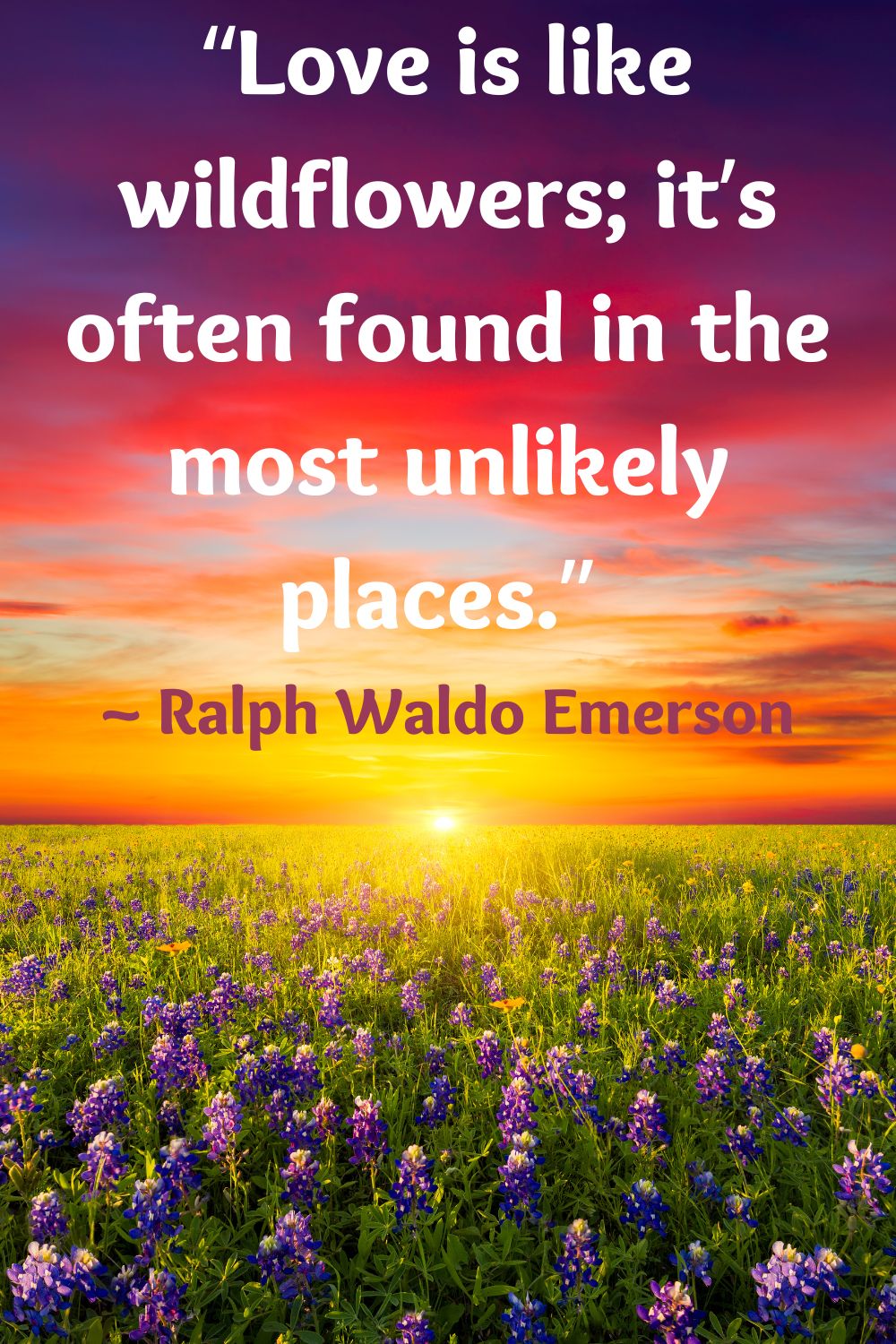 Wildflower quote: “Love is like wildflowers; it’s often found in the most unlikely places.”