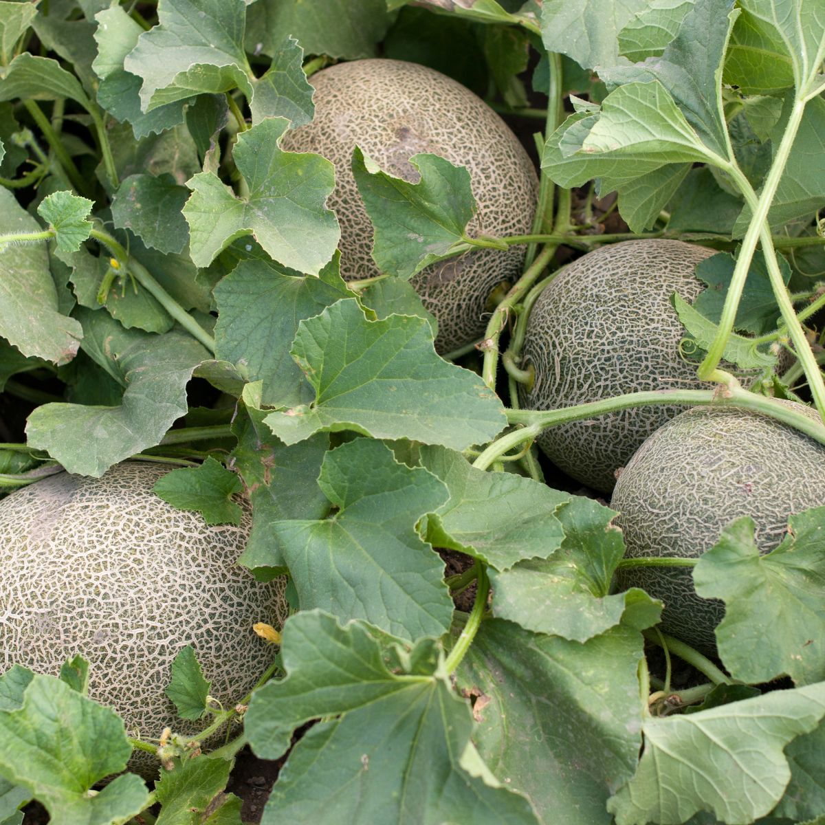 melons in the garden