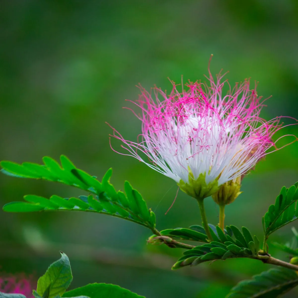 mimosa flower