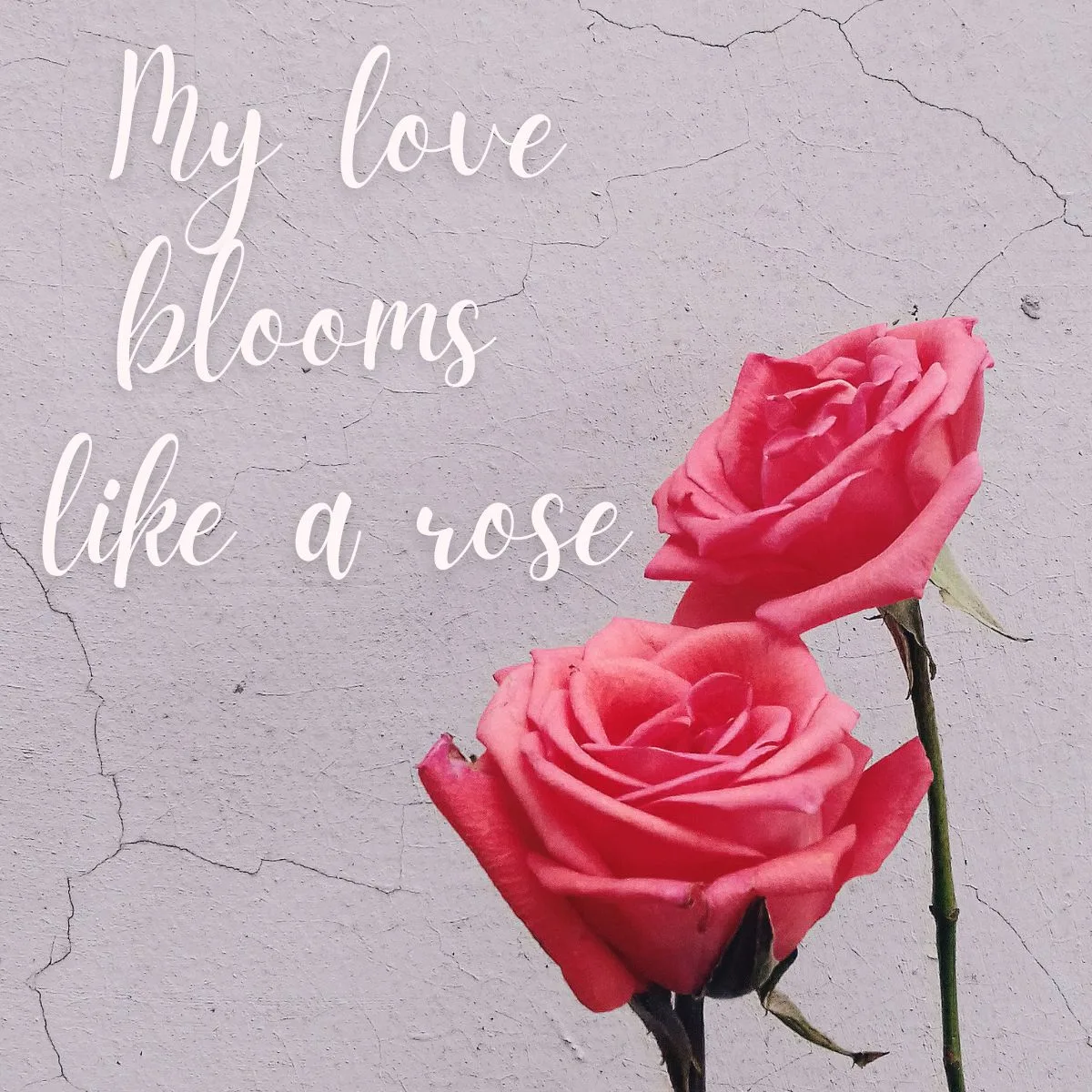 my love blooms like a rose