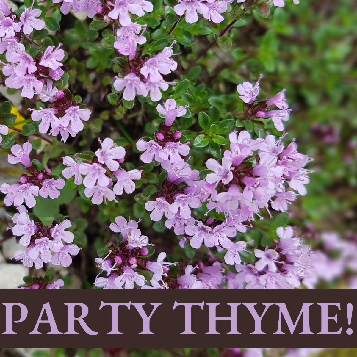 party thyme!