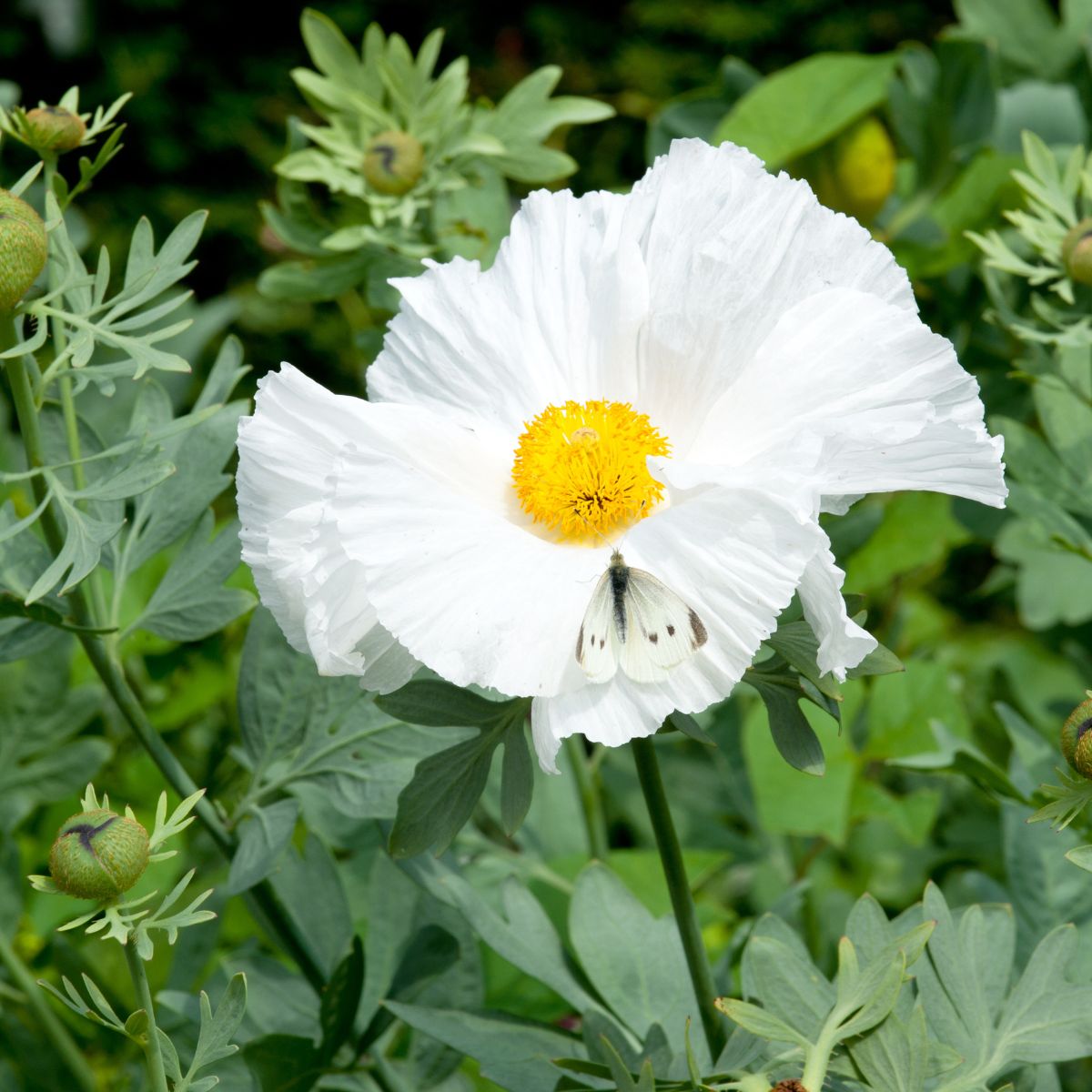 white pua kala flower