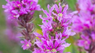 purple loosestrife flowers