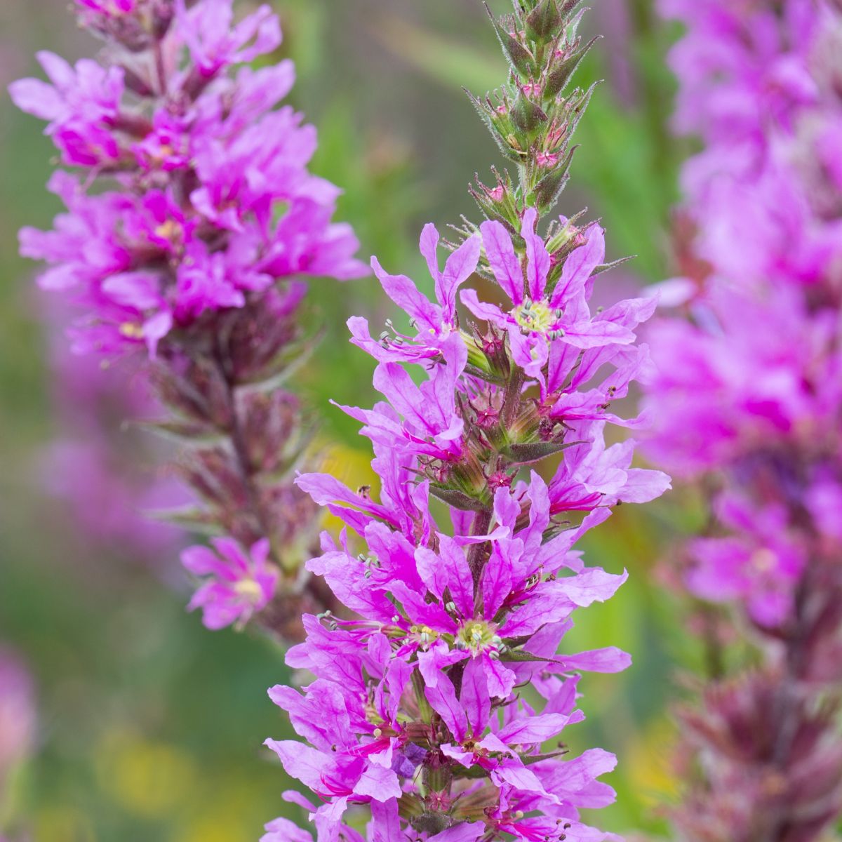 purple loosestrife flowers