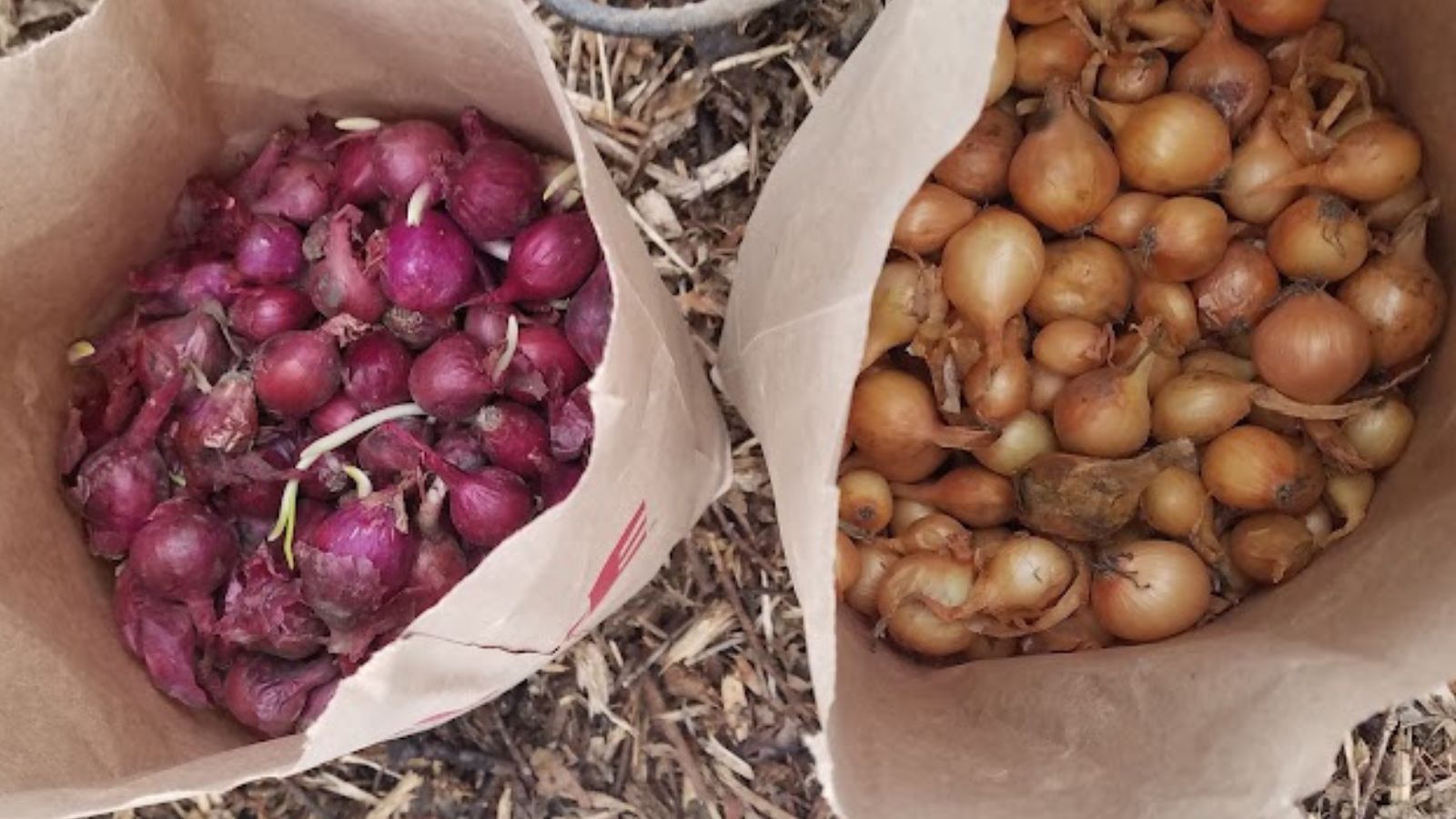 Brown paper bags filled with red and yellow onion sets ready to plant.