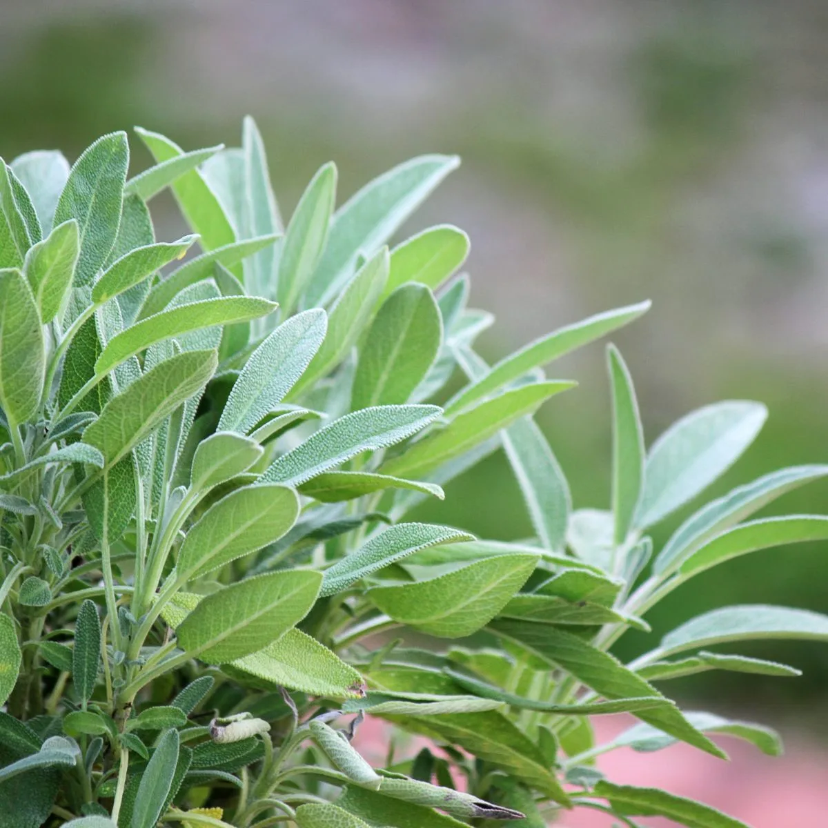 sage plant