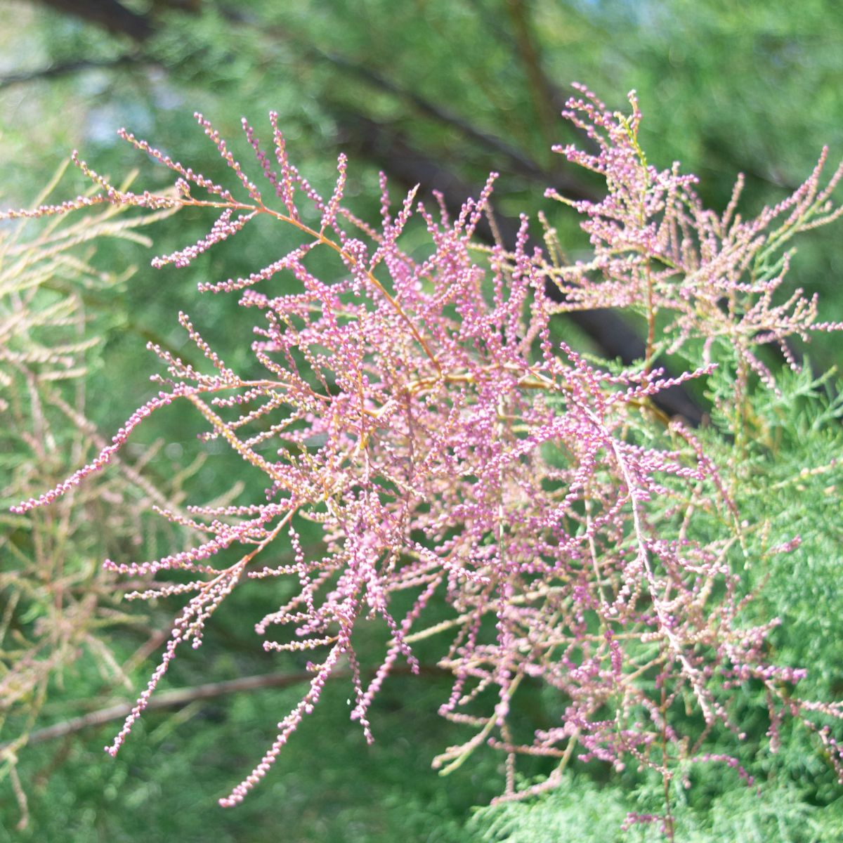 saltcedar tree