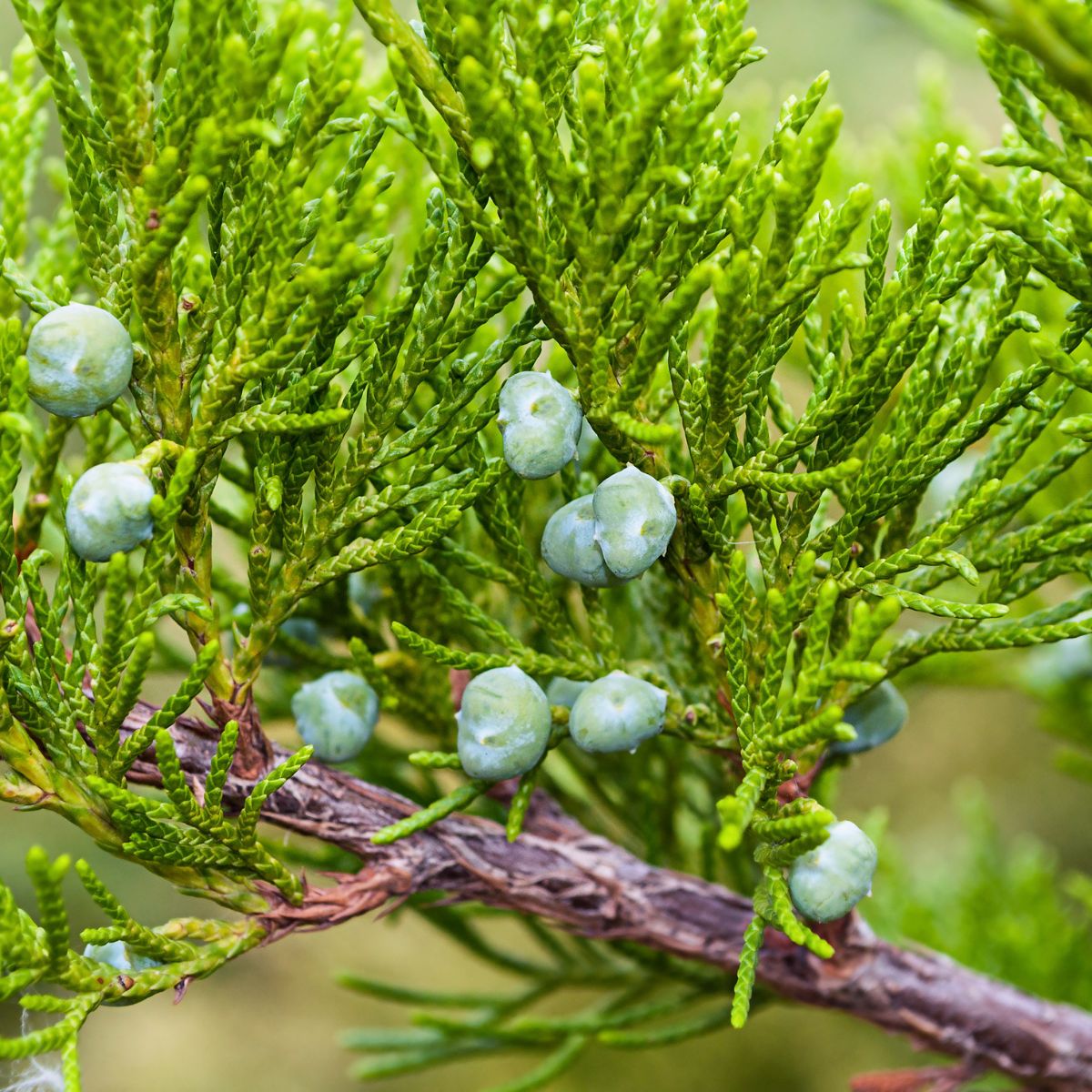 western juniper