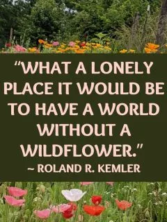 Wildflower quote: “What a lonely place it would be to have a world without a wildflower.”