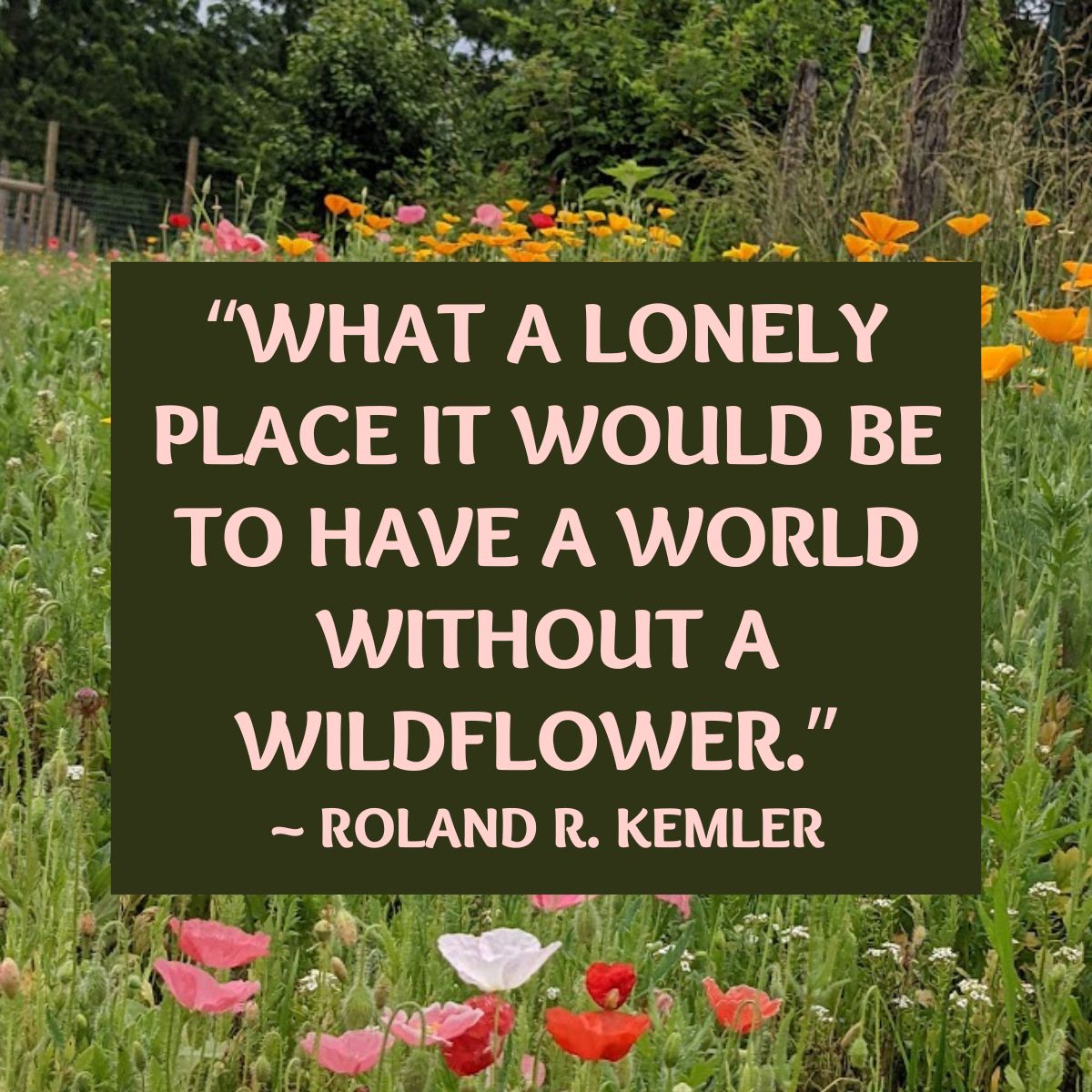 Wildflower quote: “What a lonely place it would be to have a world without a wildflower.” 