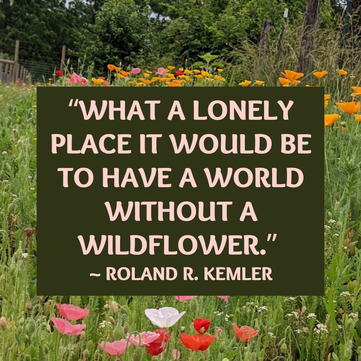 Wildflower quote: “What a lonely place it would be to have a world without a wildflower.”