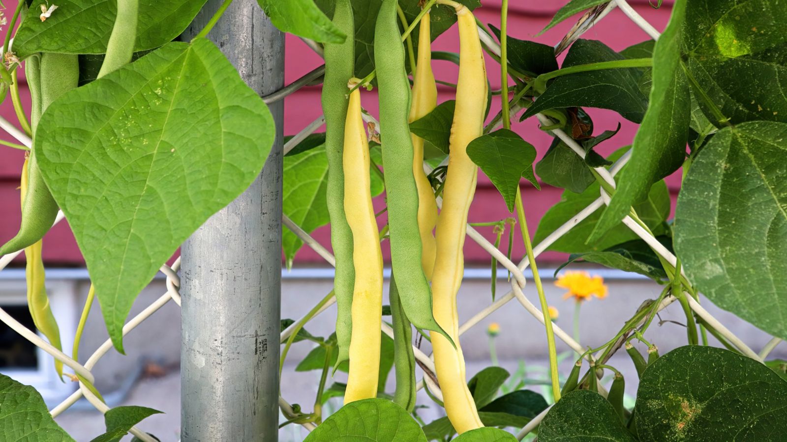 yellow wax beans growing in the garden.